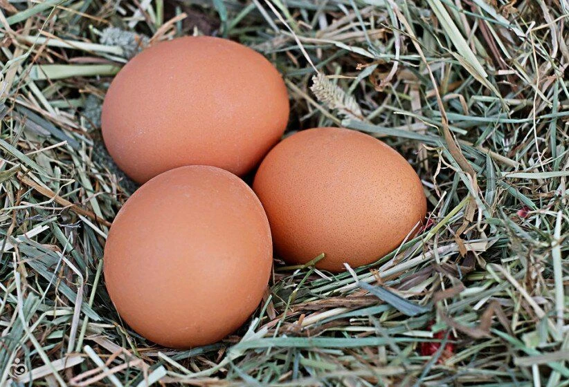 Fresh Grade 1 Chicken Eggs in Shell