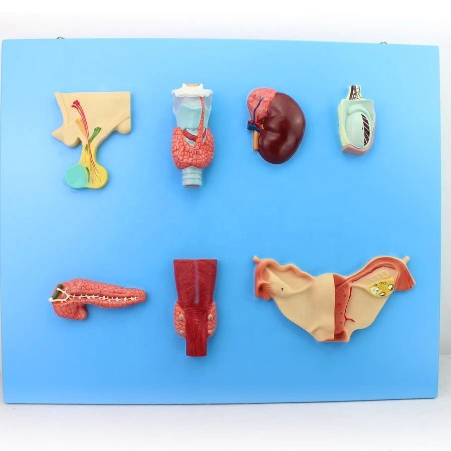 Endocrine System Model for Educational Purposes, Model 19002