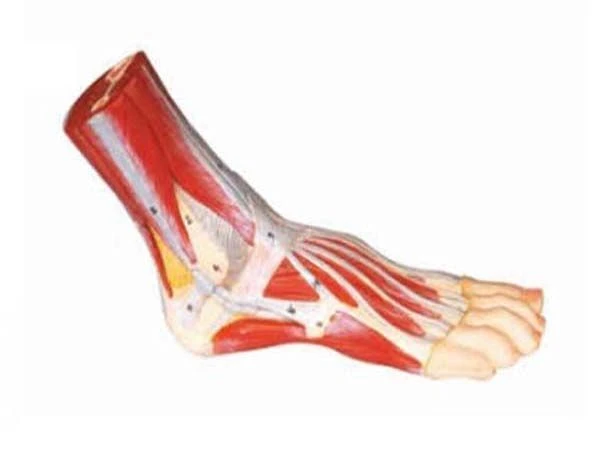 Anatomical Foot Model, 11311