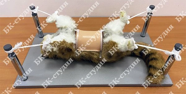 Practical Skills Veterinary Surgery Training Simulator