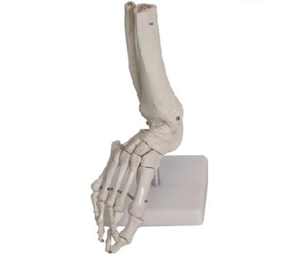 Right Foot Skeleton Model with Ankle, 11201-6