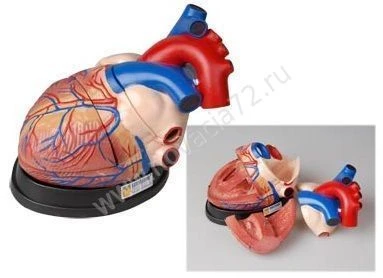 Human Heart Model S6016 for Educational Purposes