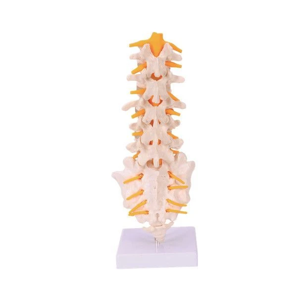 Human Spinal Cord Vertebra Model - 18105