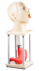 Anatomically Accurate Human Head Phantom with Esophagus and Stomach, A5