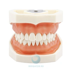 Dental Model of Upper and Lower Jaw with Adjustable Jaws