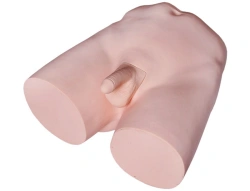 Male Reproductive System Training Model for Vasectomy T33