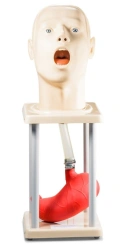 Human Head Phantom with Esophagus and Stomach ZK-15