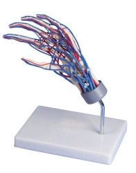 Hand Bone Model with Ligaments - 11209-3