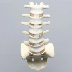 Human Lumbar-Sacral Spine and Spinal Nerves Model 18107