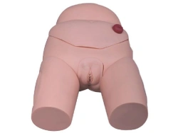 Female Bladder Catheterization Model D4