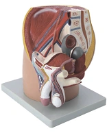 Male Pelvis Mid-Sagittal Section Model (4 Parts) 15101-2