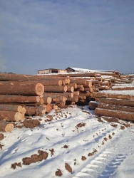 Round Softwood Timber for Sawing and Planing