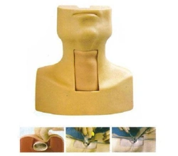 Tracheostomy and Crycothyrotomy Simulation Model 58