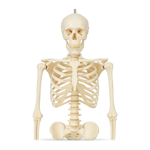 Anatomical Torsos & Full-Body Models