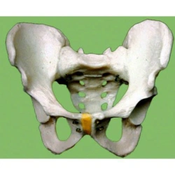 Male Pelvis Skeleton Model for Anatomical Study G4011