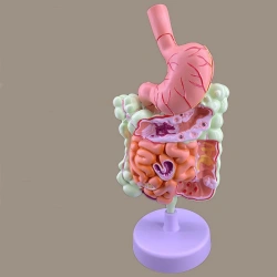 Digestive System Model, 02001