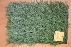 High-Quality Artificial Grass Surface - Optigrass Ultra 40 MF