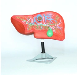 Liver Model on Stand, ROST-12008