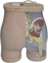 Muscle Injection Training Model for Gluteus Maximus, T2