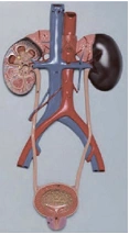 Human Urinary System Model 14001