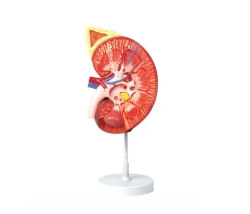 Kidney model