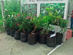 Agroteks Garden Border