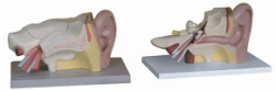 Ear Anatomy Model (3:1), Art. S7201