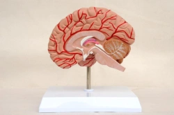 Human Brain Right Hemisphere Model 18205-2