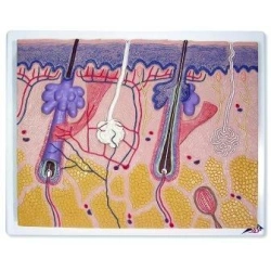 Human Skin Model with Hair Follicle - LV5-3