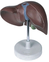 Liver and Gallbladder Model with Digital Markings 12009
