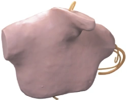 Central Venous Catheterization Training Manikin L68B