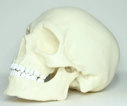 Human Skull Model
