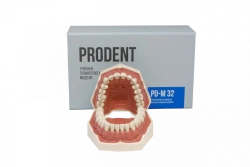 Standard Dental Jaw Model with 32 Teeth PD-M32