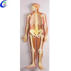 Human Nervous System Model 18111