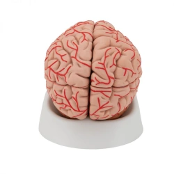 Brain Model