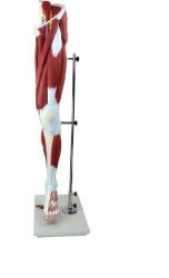 Human Leg Model with Muscles, Vessels, and Nerves 11308