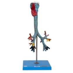 Human Larynx, Trachea, and Bronchi Model 13006