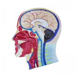 Sagittal Head Section with Blood Vessels, ROST-18210