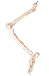Lower Limb Bones (Thigh, Shin, Foot) Model 11131