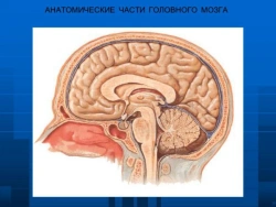 Human Brain Stem Cross-Section Model, 18215-2