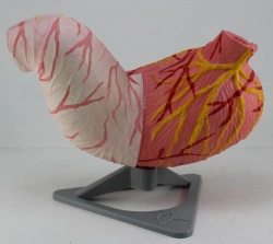Anatomical Stomach Model for Educational Purposes, ROST-12002-1