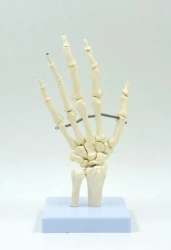 Detailed Hand Muscle Model with Tendons and Nerves, Code 11313