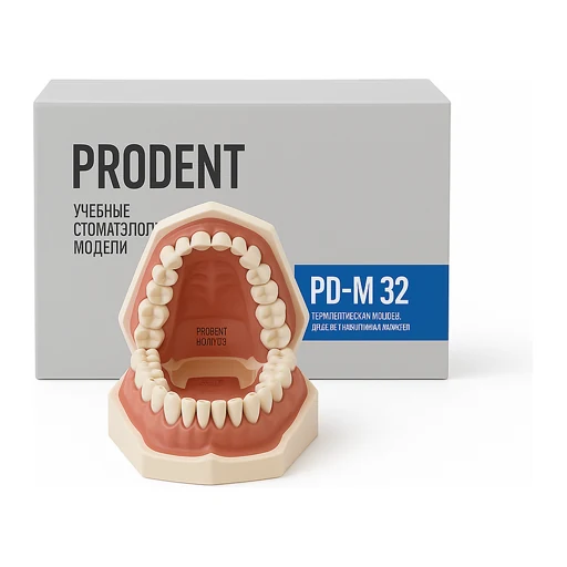 Dental Training Models & Phantoms