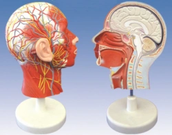 Sagittal Head Section with Blood Vessels, Model 18210