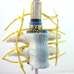 Human Spinal Cord and Nerve Model, 18106