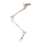 Lower Limb Bones - Art. 11130