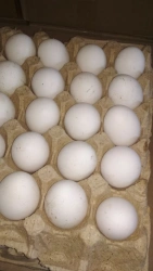 Grade 1 Chicken Egg - Fresh and Nutritious