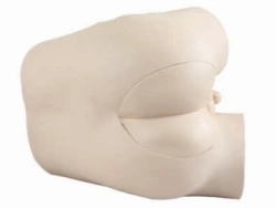 Prostate and Rectal Examination Simulator, LV39/CS6253