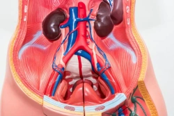 Human Urinary System Abdominal Wall Model, 14004
