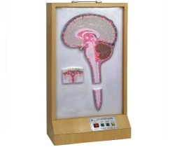 Cerebrospinal Fluid Circulation Model, 18221